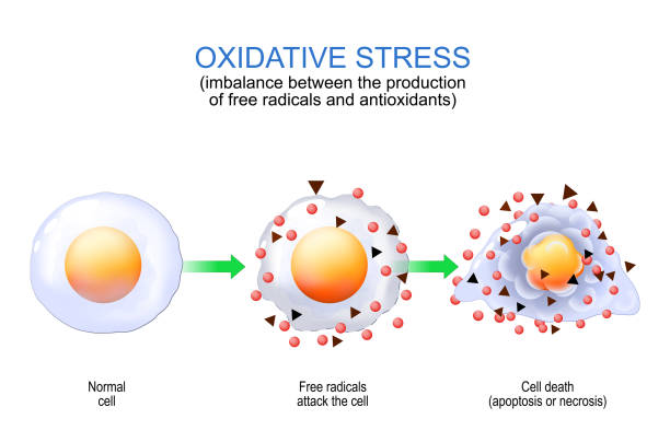 Oxidative stress. free radicals and antioxidants. Oxidative stress. imbalance between the production of free radicals and antioxidants. From Normal cell to attack of Free radicals and Cell death by apoptosis or necrosis. Vector poster for education. antioxidant stock illustrations