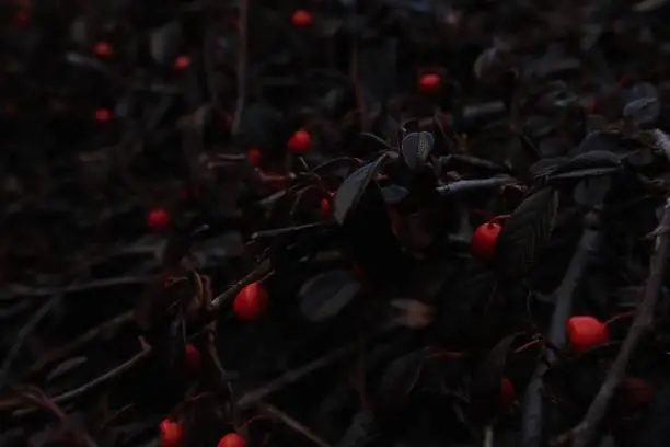 Red berries on a bush with black leaves background image of closeup red berries natural black leaves, a nature closeup of a bush with red juicy-looking berries dark leaves
