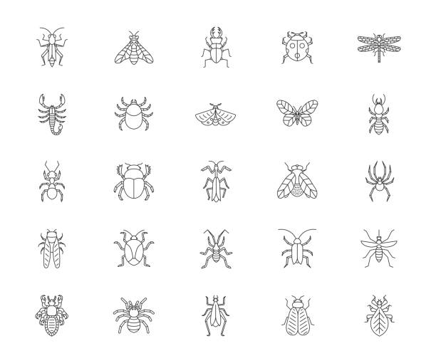 illustrations, cliparts, dessins animés et icônes de collection de différents bugs ensemble d’icônes d’insectes. illustration vectorielle. - waterbug