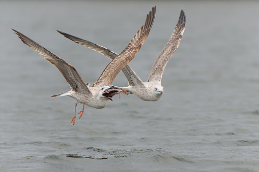 Caspian Gulls (Larus cachinnans) fighting with each other and trying to steal a fish in the Oder Delta in Poland