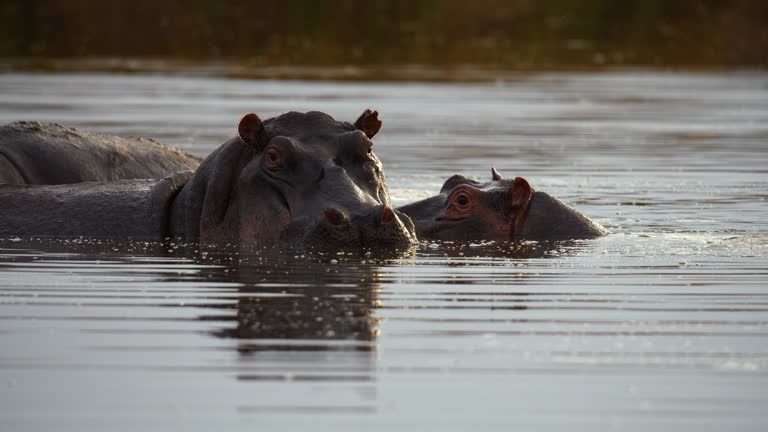 Hippos swimming,submerged in river on nature reserve