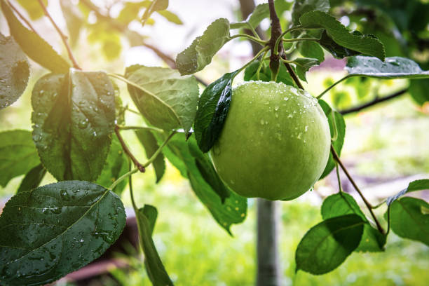 спелое мокрое зеленое яблоко в саду - wet apple стоковые фото и изображения