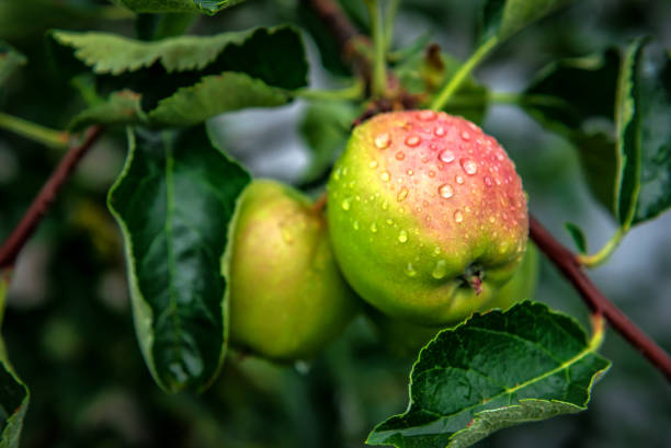 Ripe apple after rain in orchard stock photo
