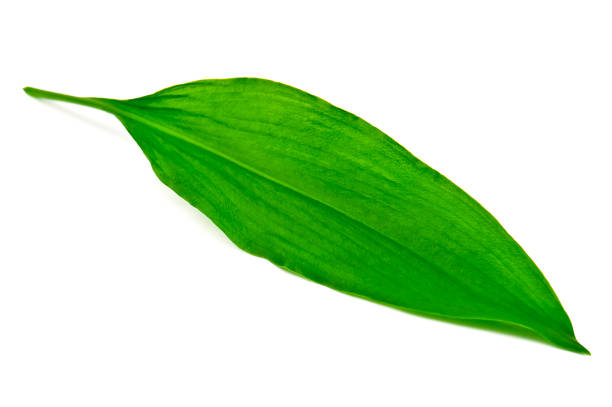 Green bear onion, wild garlic leaf on white background
