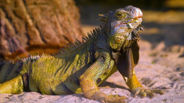 The Iguana resting and sunbathing near stone. stock photo