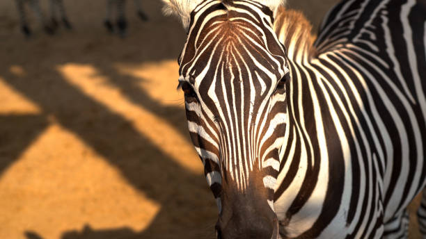 Close up of a zebra face. stock photo