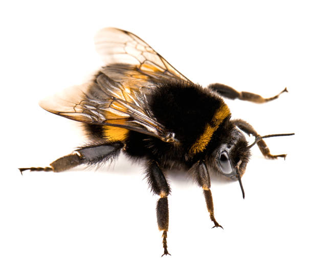 istock Live cute bumblebee on white 1471895299