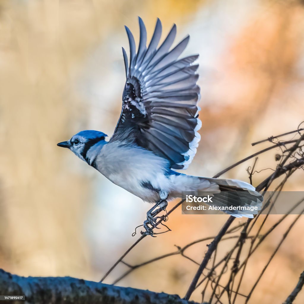 Blue Jay. Blue Jay.  A bluebird is flying toward the sky in the autumn afternoon. Blue Jay Stock Photo