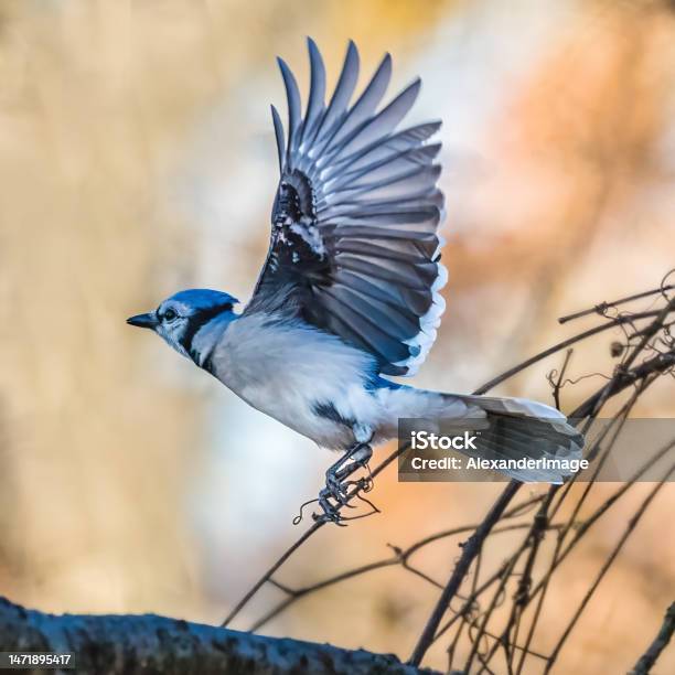 Blue Jay Stock Photo - Download Image Now - Blue Jay, Flying, Animal