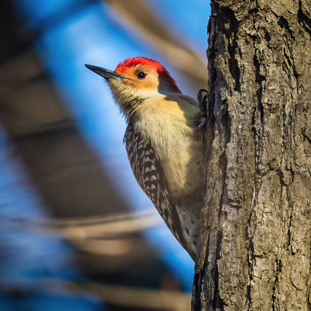 istock Red-Bellied Woodpecker 1471895551