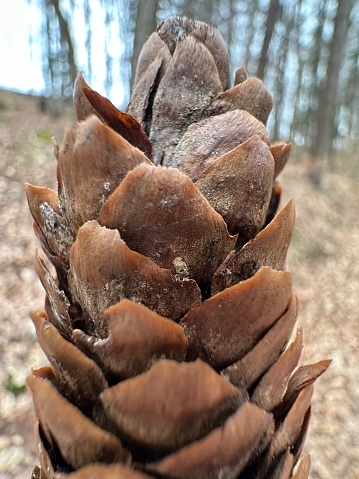 Close up of a fallen pine cone in a forest in winter of Germany