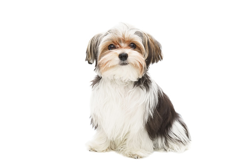 Cute maltese puppy isolated on white background