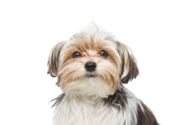 istock Puppy Maltese lapdog isolated on white background. 1471895694