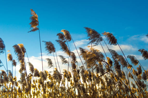 istock Cane thicket, photographed against the light. 1471895702