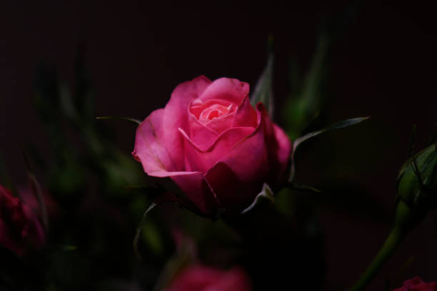 Pink rose on a dark background. Close-up. Illuminated rose petals.