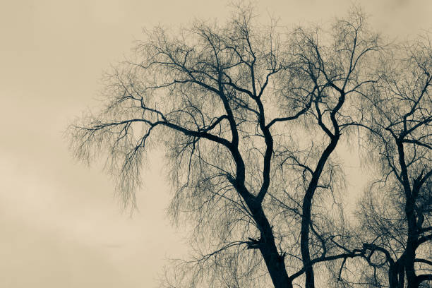 istock Winter maidens against a cloudy sky. 1471896066