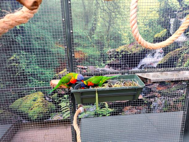 las aves lori arco iris de hermosos colores se sientan en su gran jaula con telón de fondo tropical y comen de sus comederos - aviary fotografías e imágenes de stock