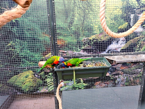 Beautifully colored rainbow lori birds sit in their large cage with tropical backdrop and are eating from their feeders. There are no persons or trademarks in the shot.
