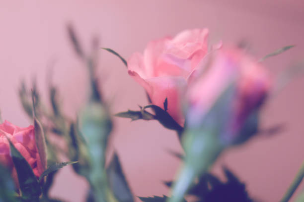 istock Delicate roses in pastel colors. Blur. Wallpaper. 1471896086