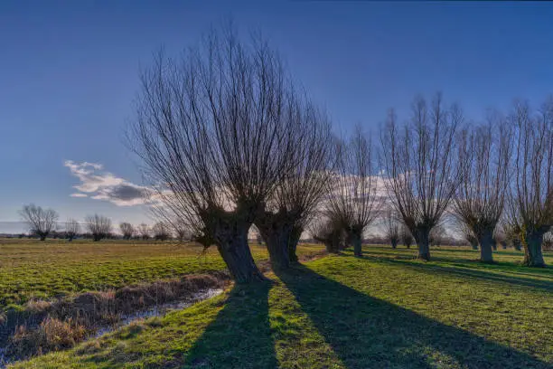 Pastures in early spring willow. Land of Zuława - areas produced by the accumulation of river material in Delta rivers around Elblag, Poland