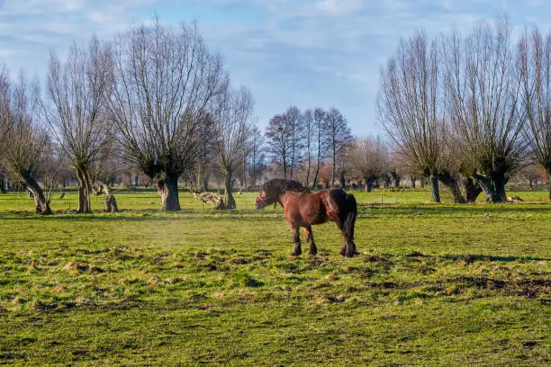 Grazing horses in the early spring. Land of Zuława - areas produced by the accumulation of river material in Delta rivers around Elblag, Poland