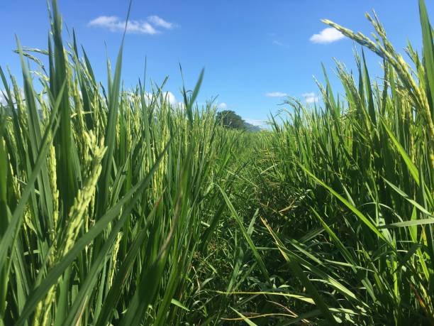 Fresh and Green selective focus image of premium Organic riceplant