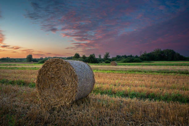 istock Hay bale in the field and colorful clouds during sunset 1471900879