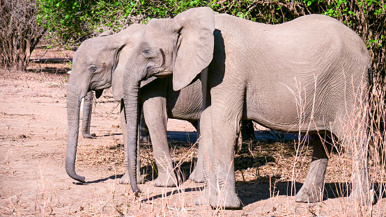 African elephants (Loxodonta) in Zimbabwe