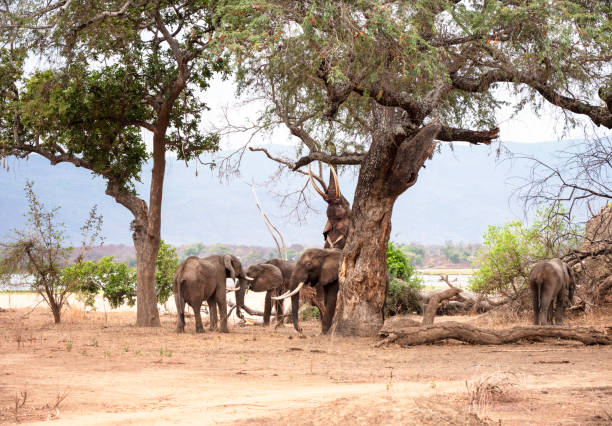 istock African elephants (Loxodonta) in Zimbabwe 1471901287