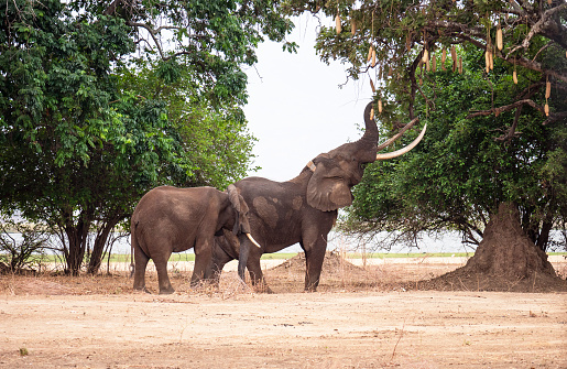 African Elephant and baby: Teaching in Masai Mara at Kenya. 