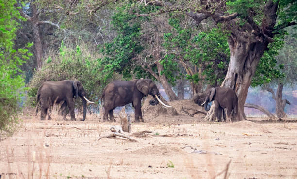 istock African elephants (Loxodonta) in Zimbabwe 1471902098
