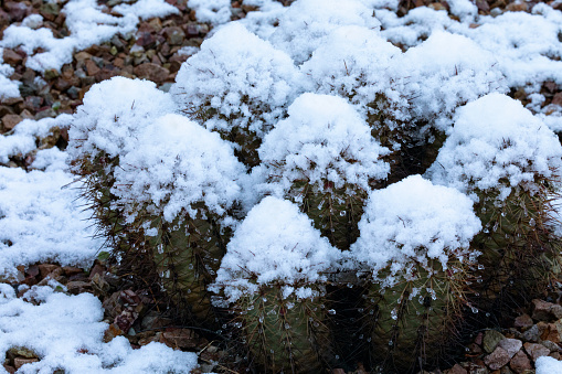 Unusual snow weather even in the desert creates snow cone tops on Hedgehog Cactus plant in Tucson, Arizona, on March 2, 2023.