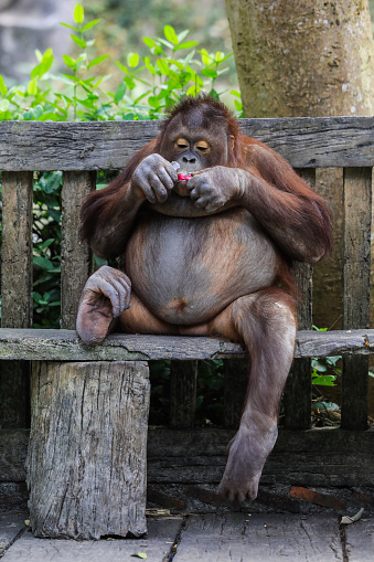 Plump and Playful Young Orangutan sitting on the bench in Thailand