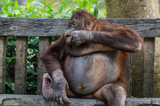 Plump and Playful Young Orangutan sitting on the bench in Thailand