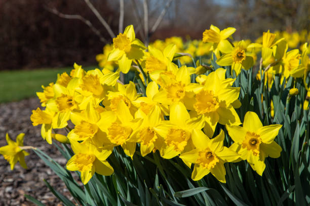 Yellow daffodils in spring stock photo