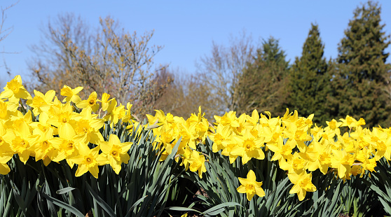 Spring flowers blossom against sunny blue sky