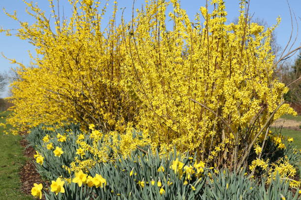 istock Yellow forsythia in spring 1471903133