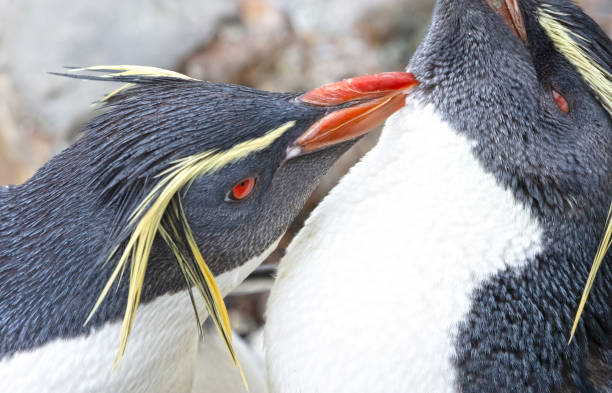 istock Northern Rockhopper Penguin (Eudyptes moseleyi) 1471903762