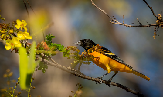 Baltimore Oriole in a flowering tree in Costa Rica