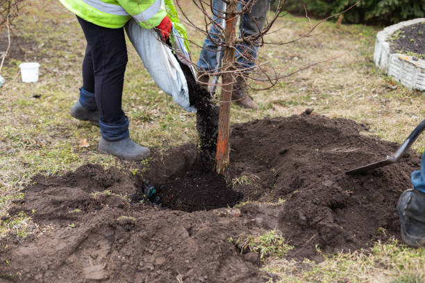istock Gardeners in work clothes add fertilizer to planted young tree in spring. 1471904604