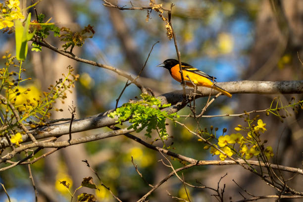 Baltimore Oriole in a flowering tree in Costa Rica