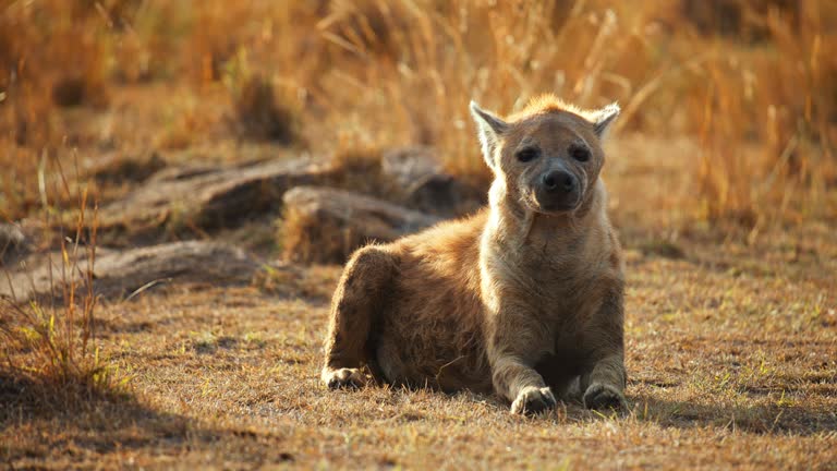 SLOW MOTION Hyena resting on grass at wildlife reserve. After big lunch Hyena lying on savannah short grass field. RED V-RAPTOR 8K VV