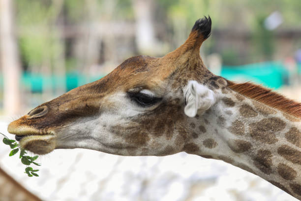 Close up View of the Giraffe Head Eating Grass in Thailand