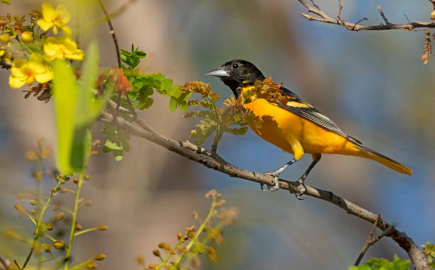 istock Baltimore Oriole in a flowering tree in Costa Rica 1471904883