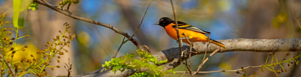istock Baltimore Oriole in a flowering tree in Costa Rica 1471904889