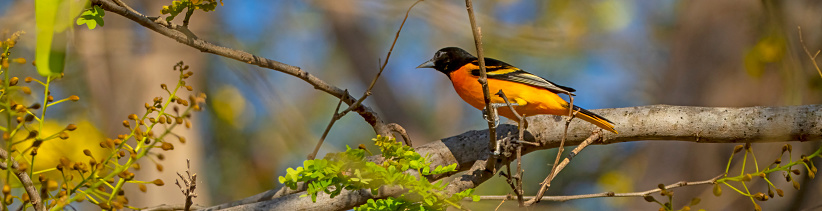 Baltimore Oriole in a flowering tree in Costa Rica
