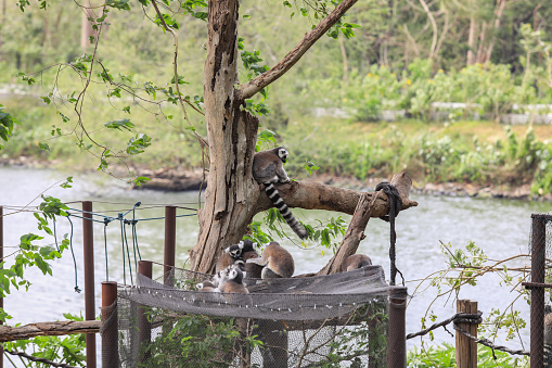Lemurs catta in the zoo in the enclosure, sitting on a tree trunk.