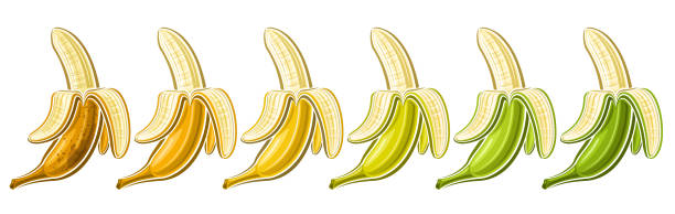 벡터 오픈 바나나 세트 - banana peeled banana peel white background stock illustrations
