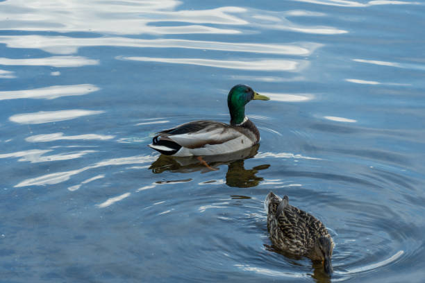 istock Wild mallard duck swims in the river. 1471906700