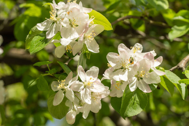 istock Apple blossoms during spring season in the garden. 1471906819